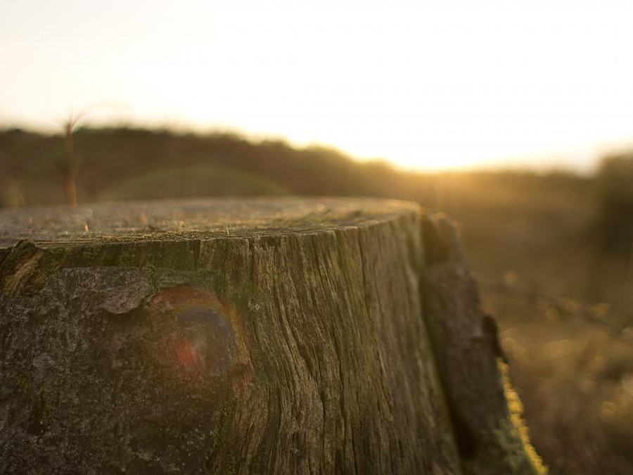 Example photo: an old stump in a yard