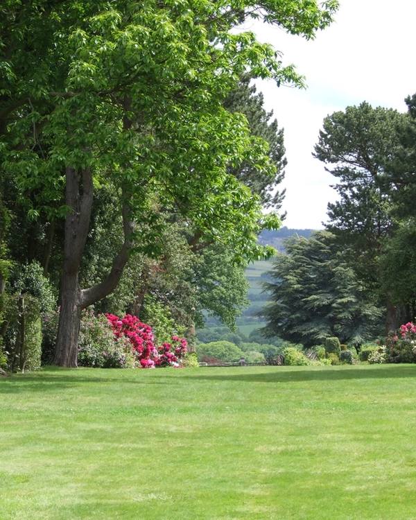 Example photo: a lawn with trees and azaleas