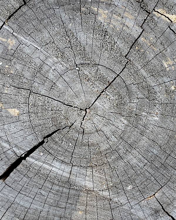 Example photo: growth rings on a cut stump