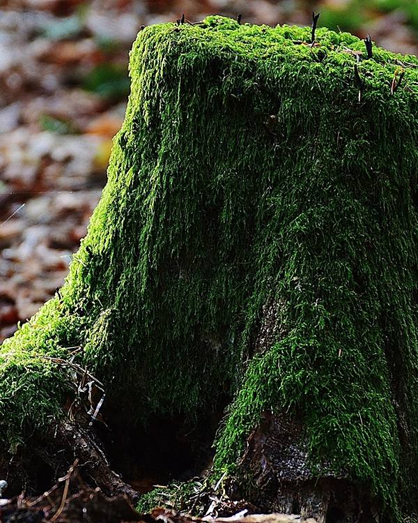 Example photo: a mossy stump in fallen leaves