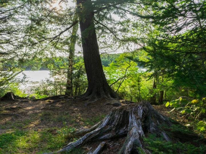 Example photo: an old stump with roots