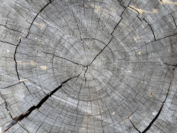Example photo: growth rings on a cut stump