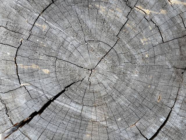 Growth rings on a cut stump, up close
