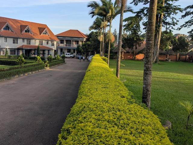 A trimmed hedge along a driveway
