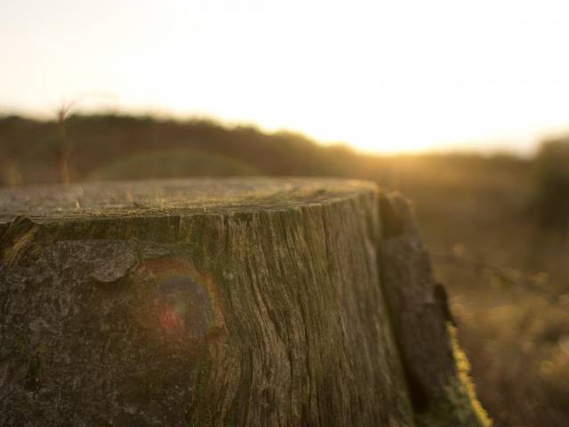 An old stump in the grass at golden hour
