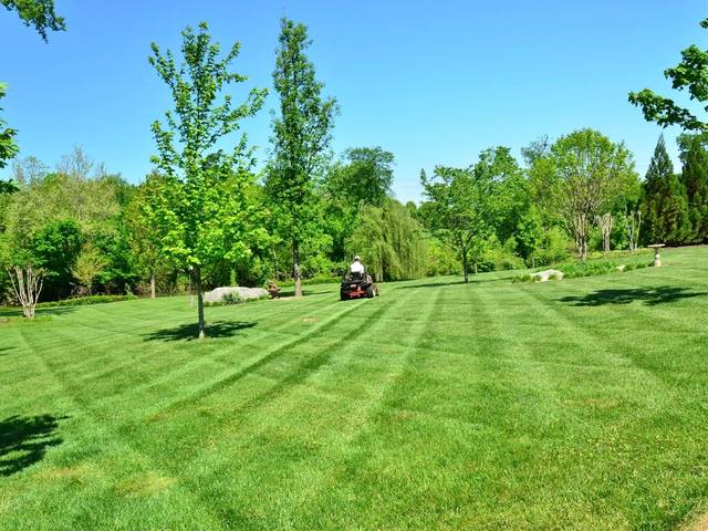 A striped park lawn with trees