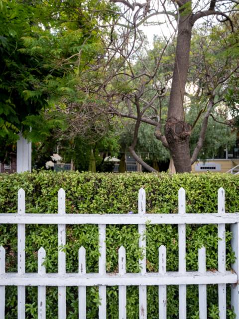 A white picket fence with a hedge behind it