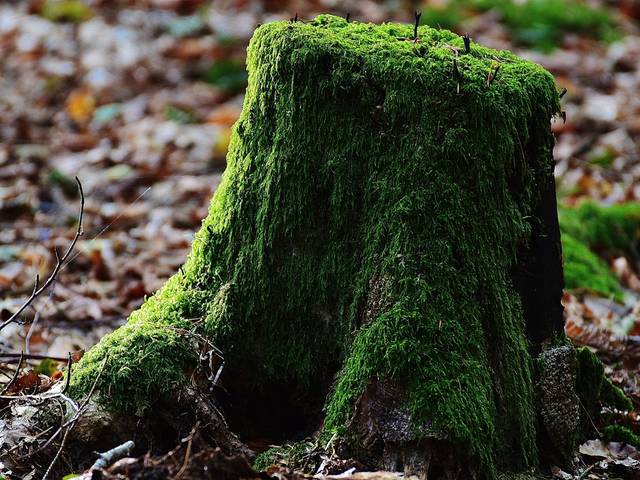 A mossy stump in fallen leaves