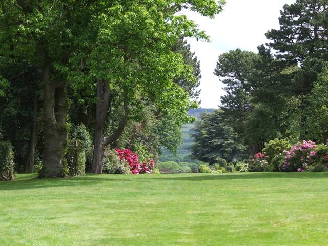 A lawn with trees and blooming azaleas