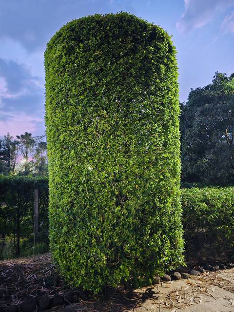 A trimmed column shrub