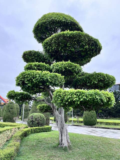A pruned tree