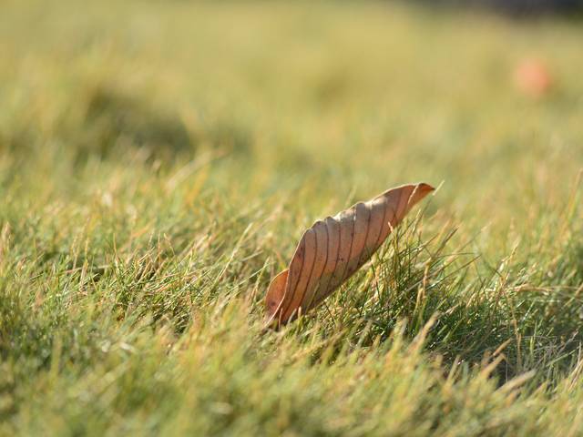 A fallen leaf in the grass, the start of fall cleanup