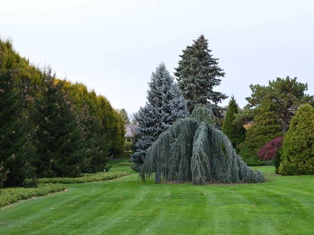 A lawn with evergreens