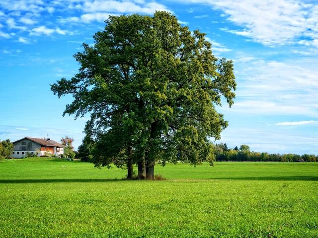 A lone tree in an open field